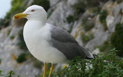 Wildlife on the Costa Blanca: Animals, Birds & Natural Parks
