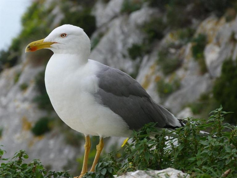 Wildlife on the Costa Blanca: Animals, Birds & Natural Parks