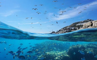 Marine Life on the Costa Blanca: Discover What Lives Beneath the Surface