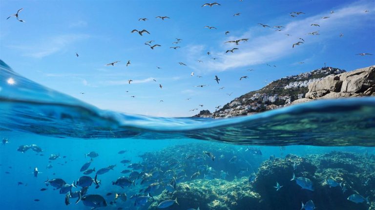 Marine Life on the Costa Blanca: Discover What Lives Beneath the Surface
